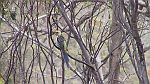 05-Colorful birdlife near Mt Remarkable